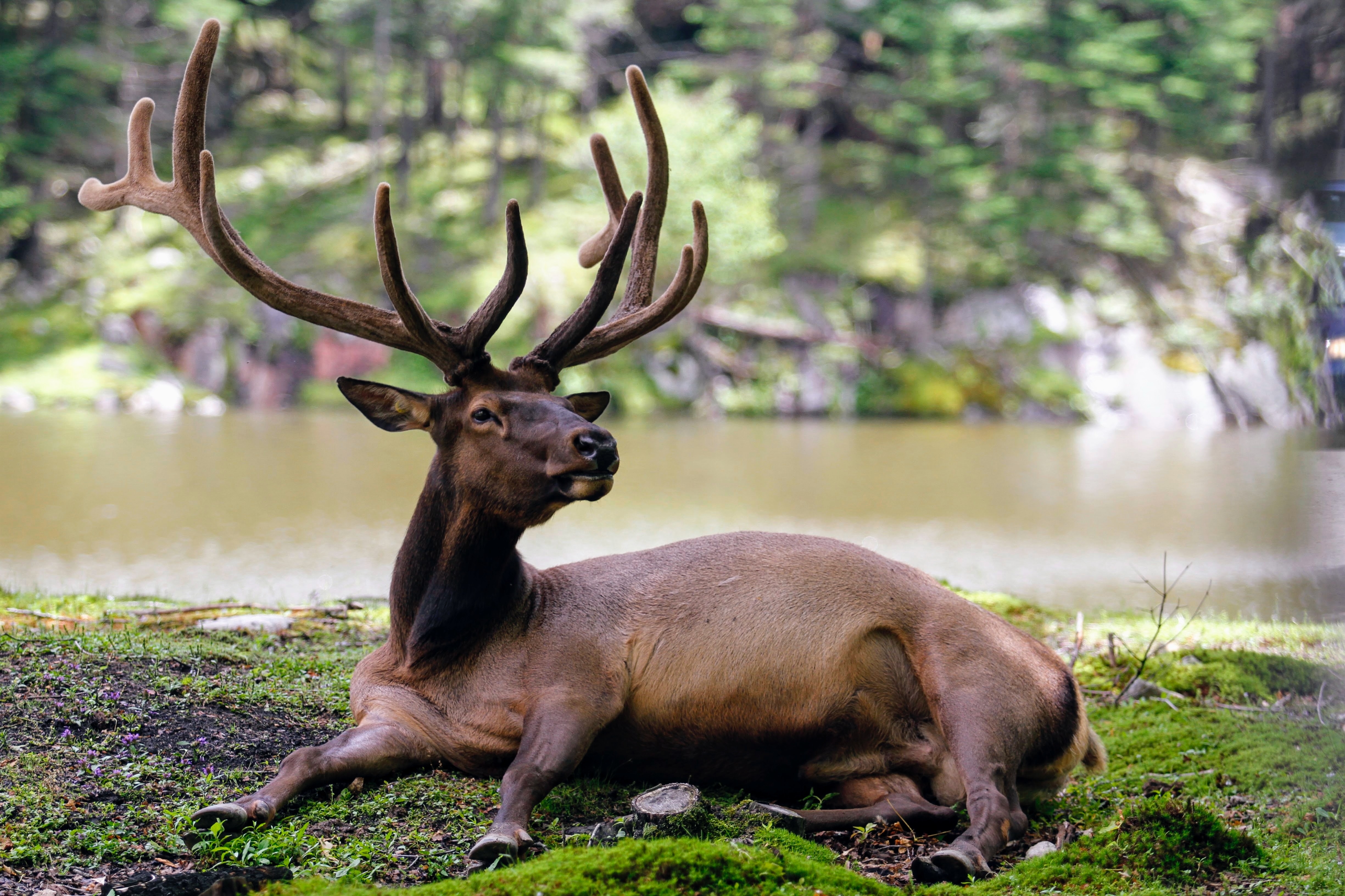 Satmalia Deer Sanctuary