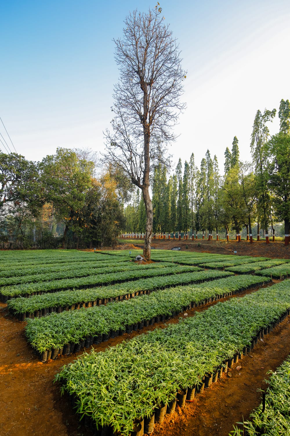 Nursery